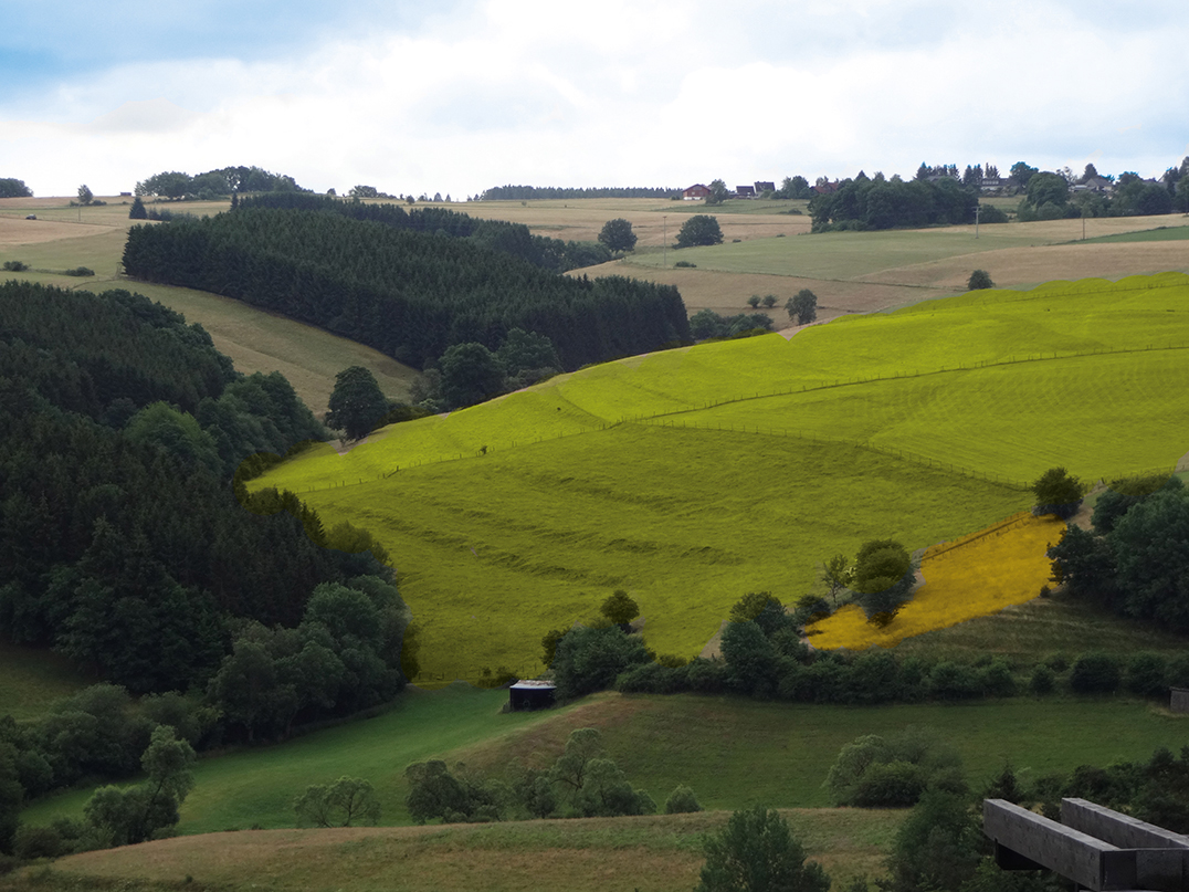 Die Toskana in der Eifel:Wacholder und Magerwiesen in Alendorf